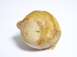 すりおろした生姜と蜂蜜を煮詰めました。