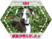ペットの写真とか