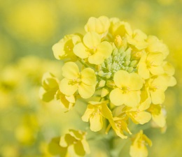 菜の花アップ